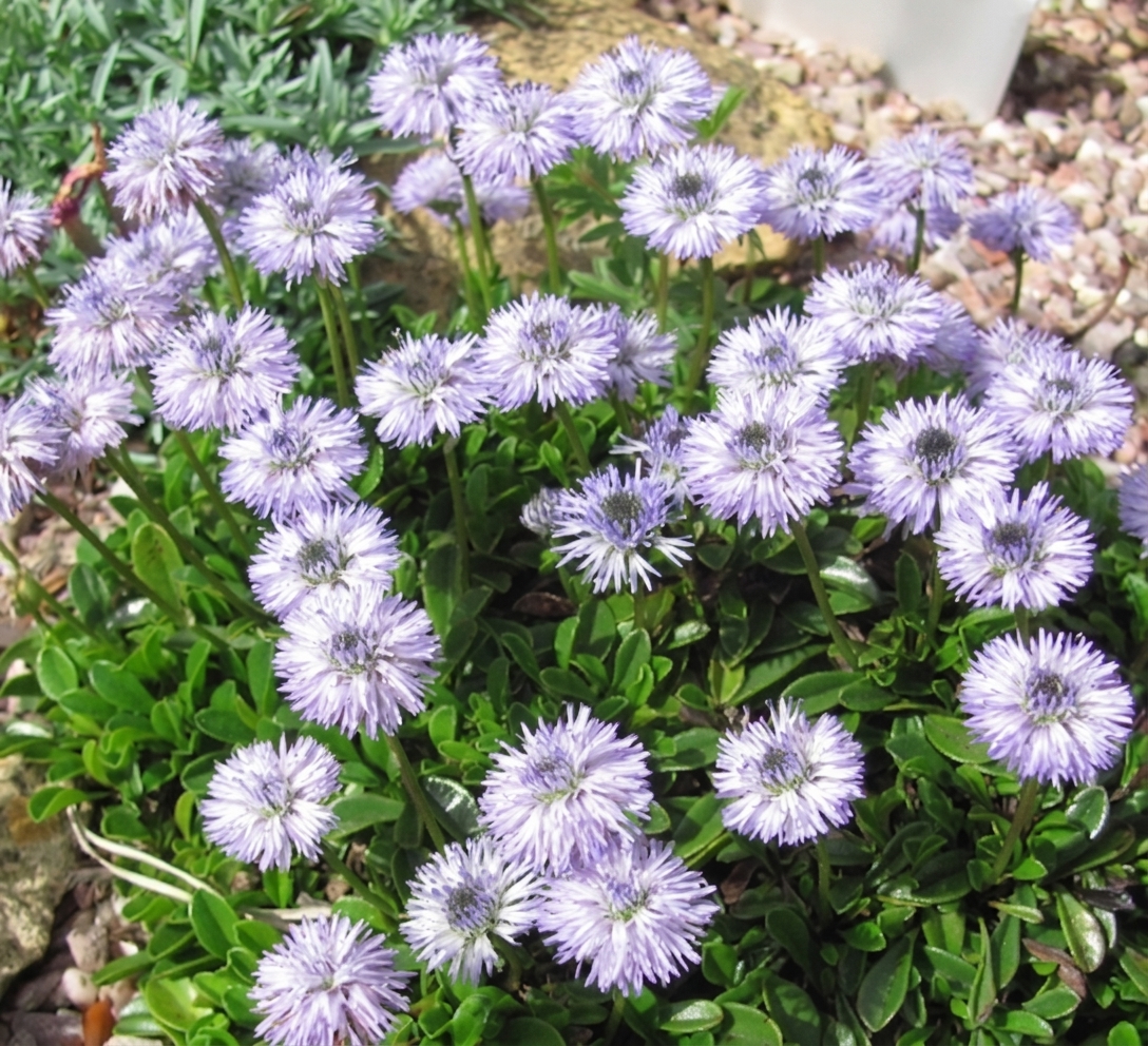 Globularia meridionalis 